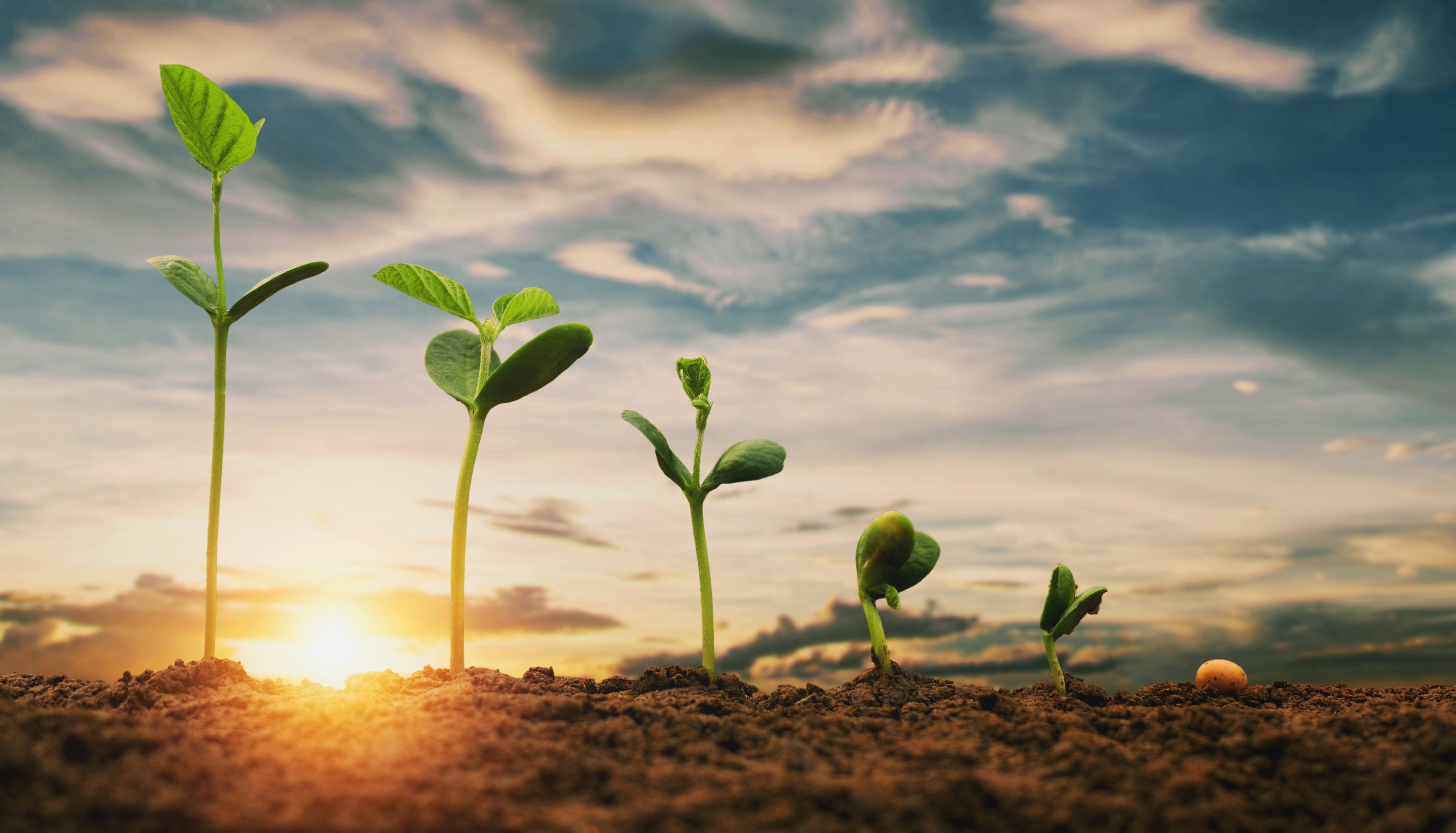 soybean growth in farm with blue sky background. agriculture pla